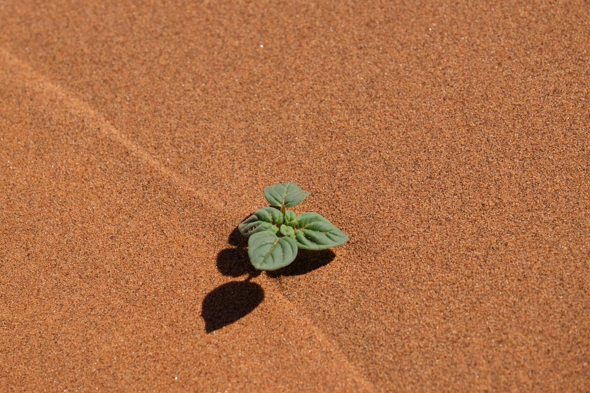 Sustainable Travel in Namibia