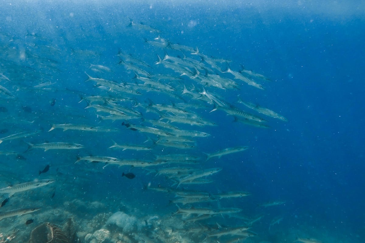 Snorkel Komodo National Park in Flores, Indonesia