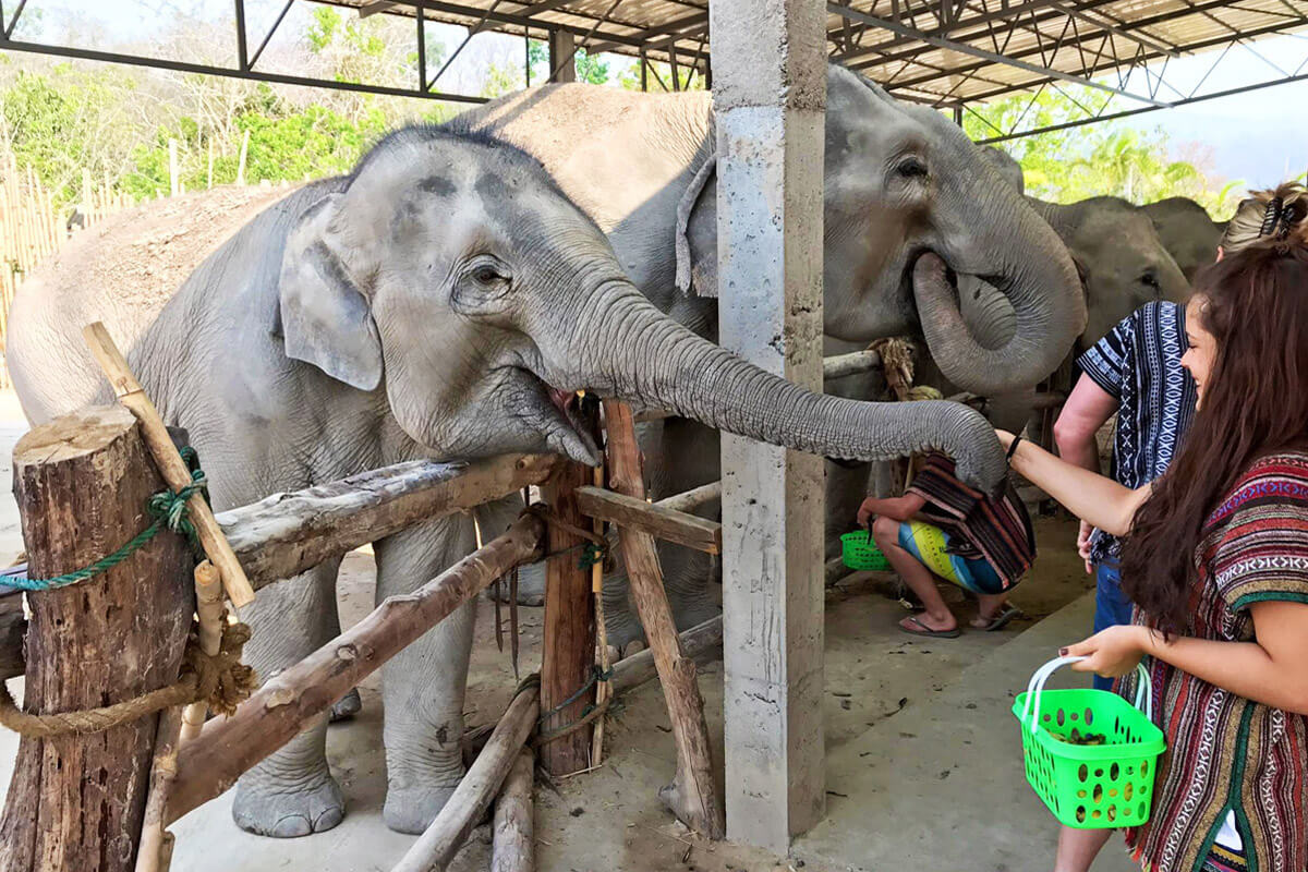Elephant Jungle Sanctuary, Thailand