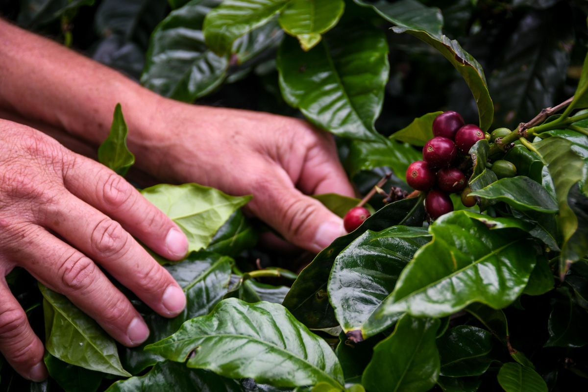 Things to do in Guatemala Coffee Farm