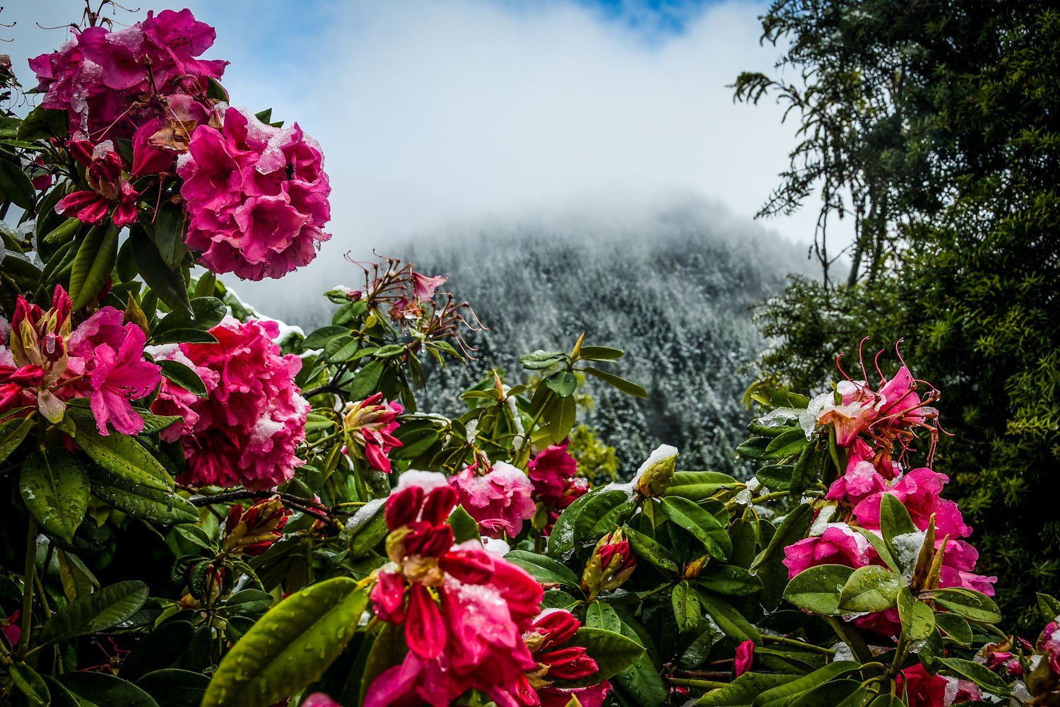 New Zealand Weather