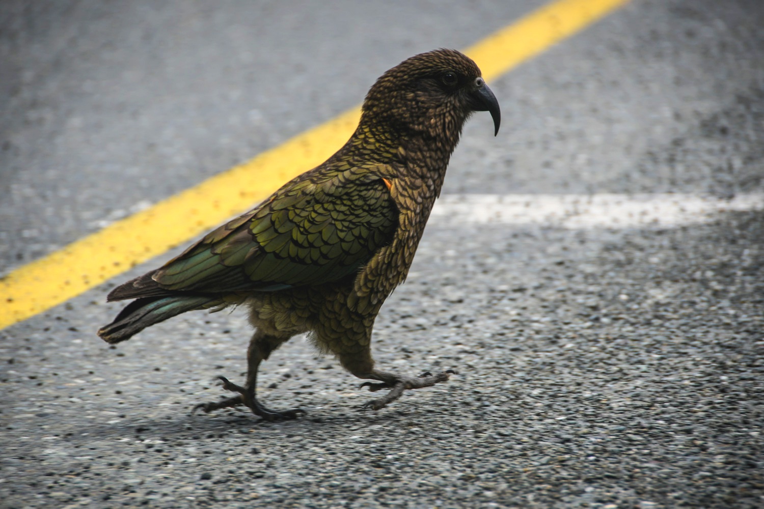 Why did the Kea cross the road? …To go gnaw on the tourists’ cars on the other side! (True Story!)