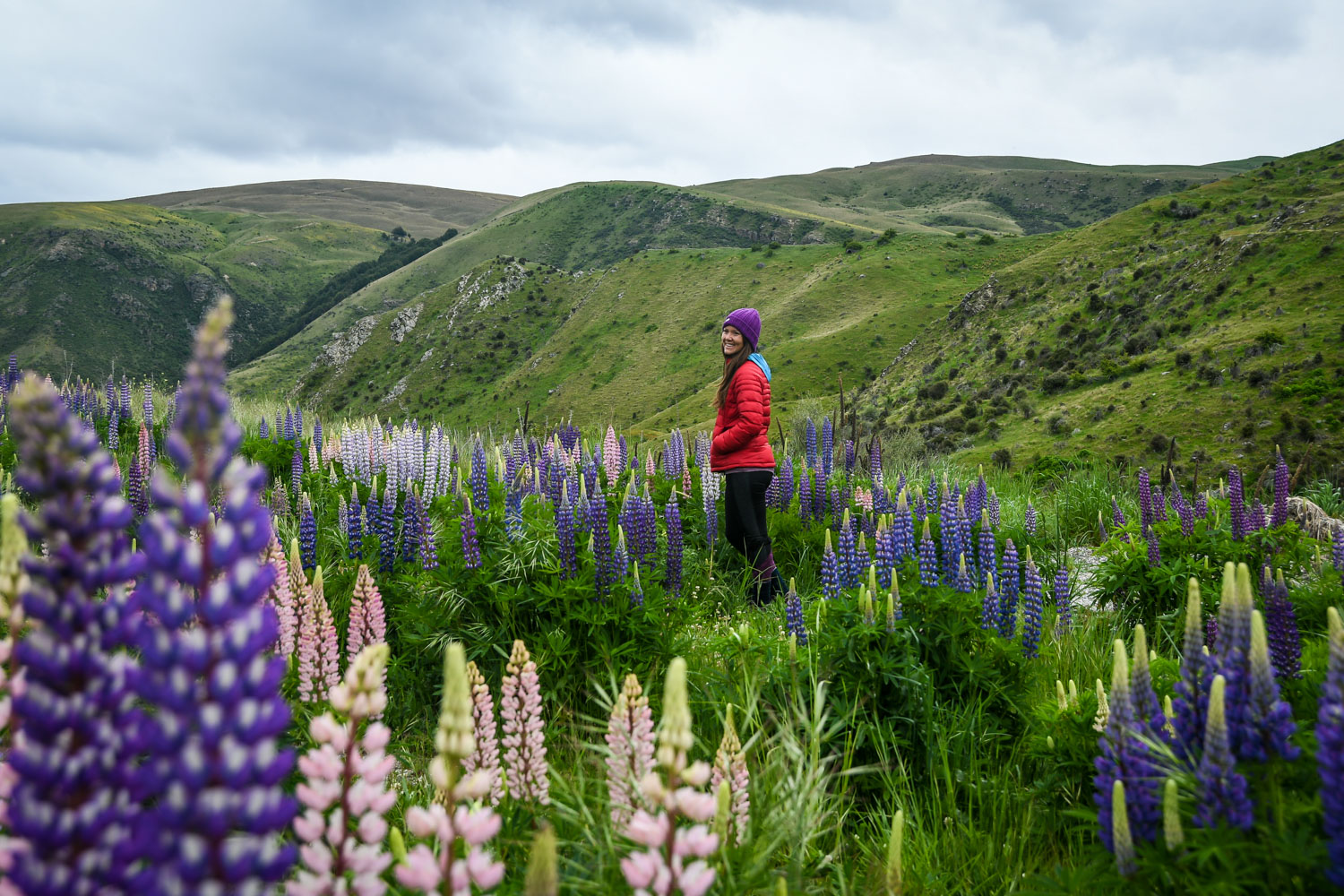 Those lupines might look beautiful, but they’re actually an invasive species!