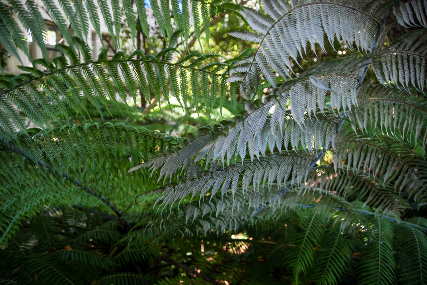 New Zealand Silver Ferns