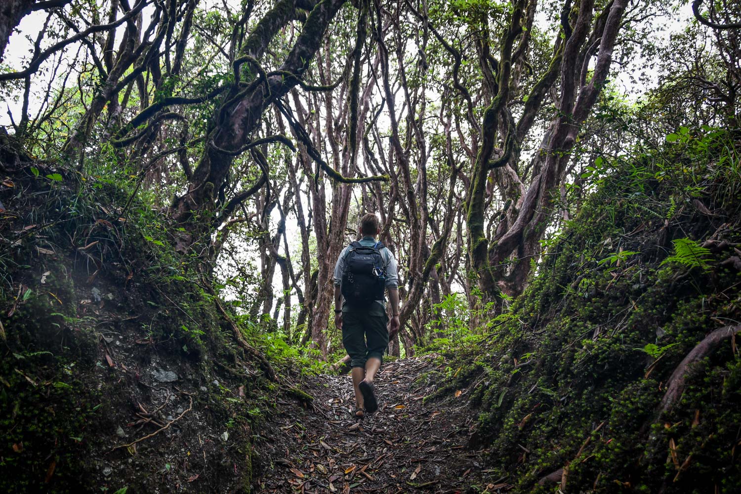 Mohare Danda Trek Rhododendron Forest