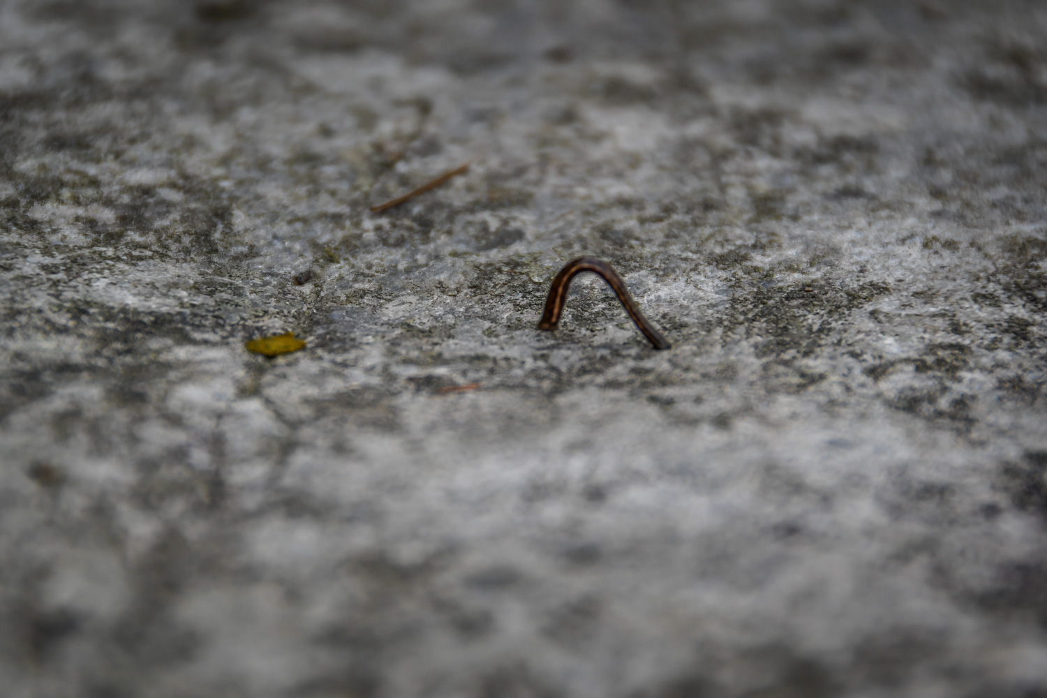 Mohare Danda Trek Leech Season