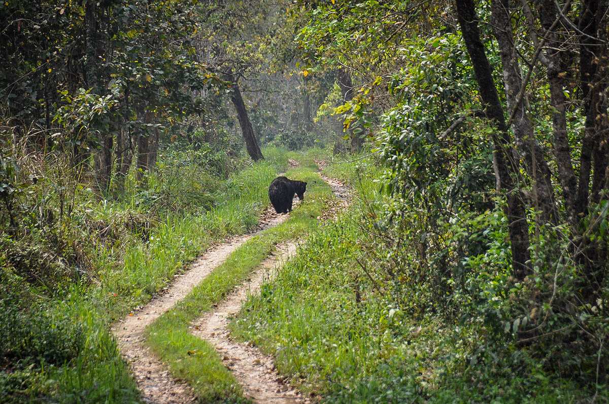 Things to do in Nepal Chitwan National Park