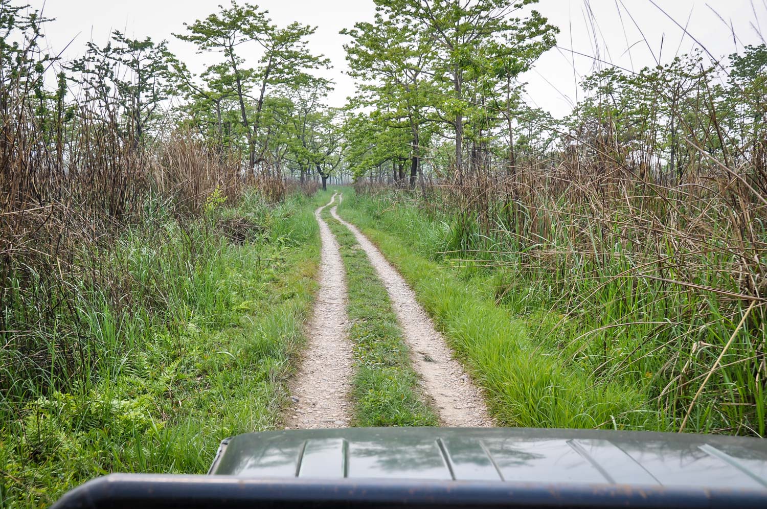 Things to Do in Nepal Chitwan National Park