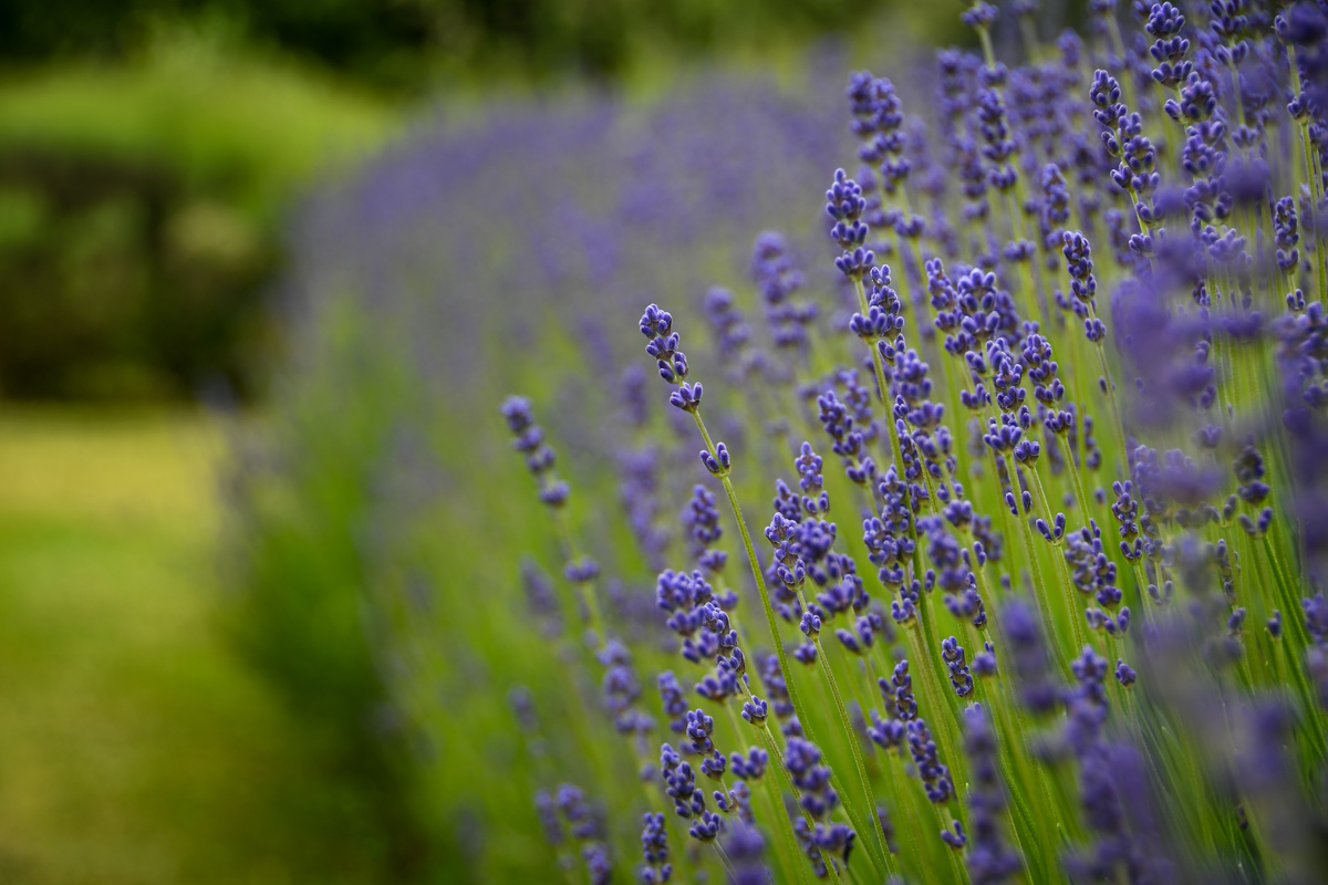 Olympic National Park Lavender Sequim Washington