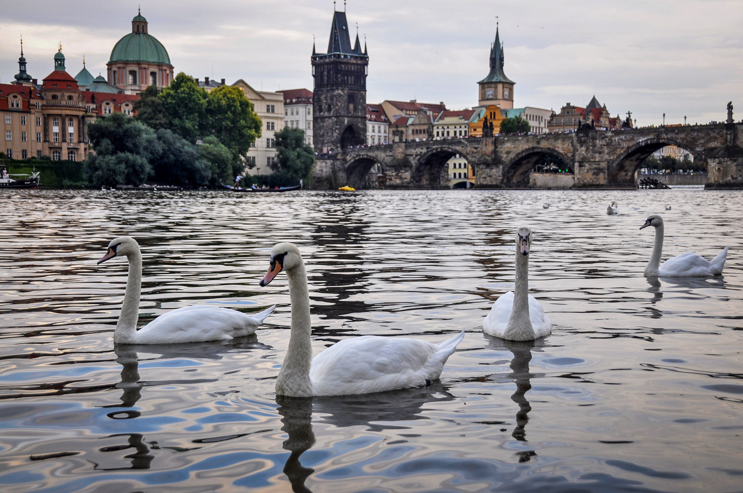 Things to do in Prague Vltava Swans