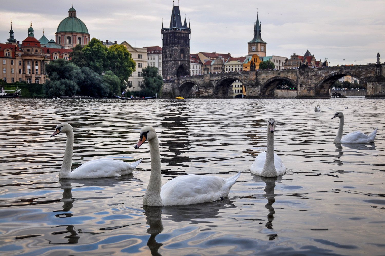 Things to do in Prague Vltava Swans