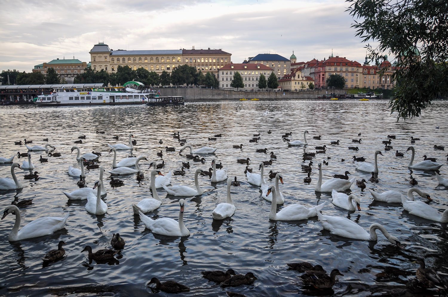 Things to do in Prague Vltava Swans