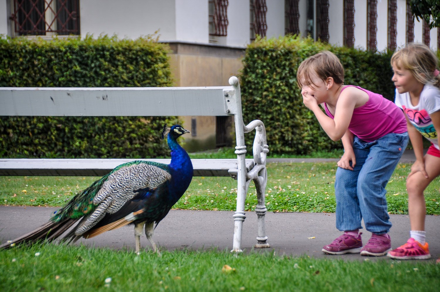 Things to do in Prague Peacocks