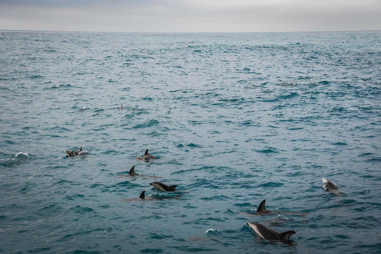 Swimming with Dolphins Kaikoura New Zealand