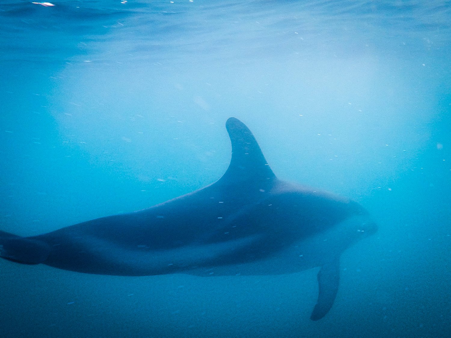 Swimming with Dolphins Kaikoura New Zealand