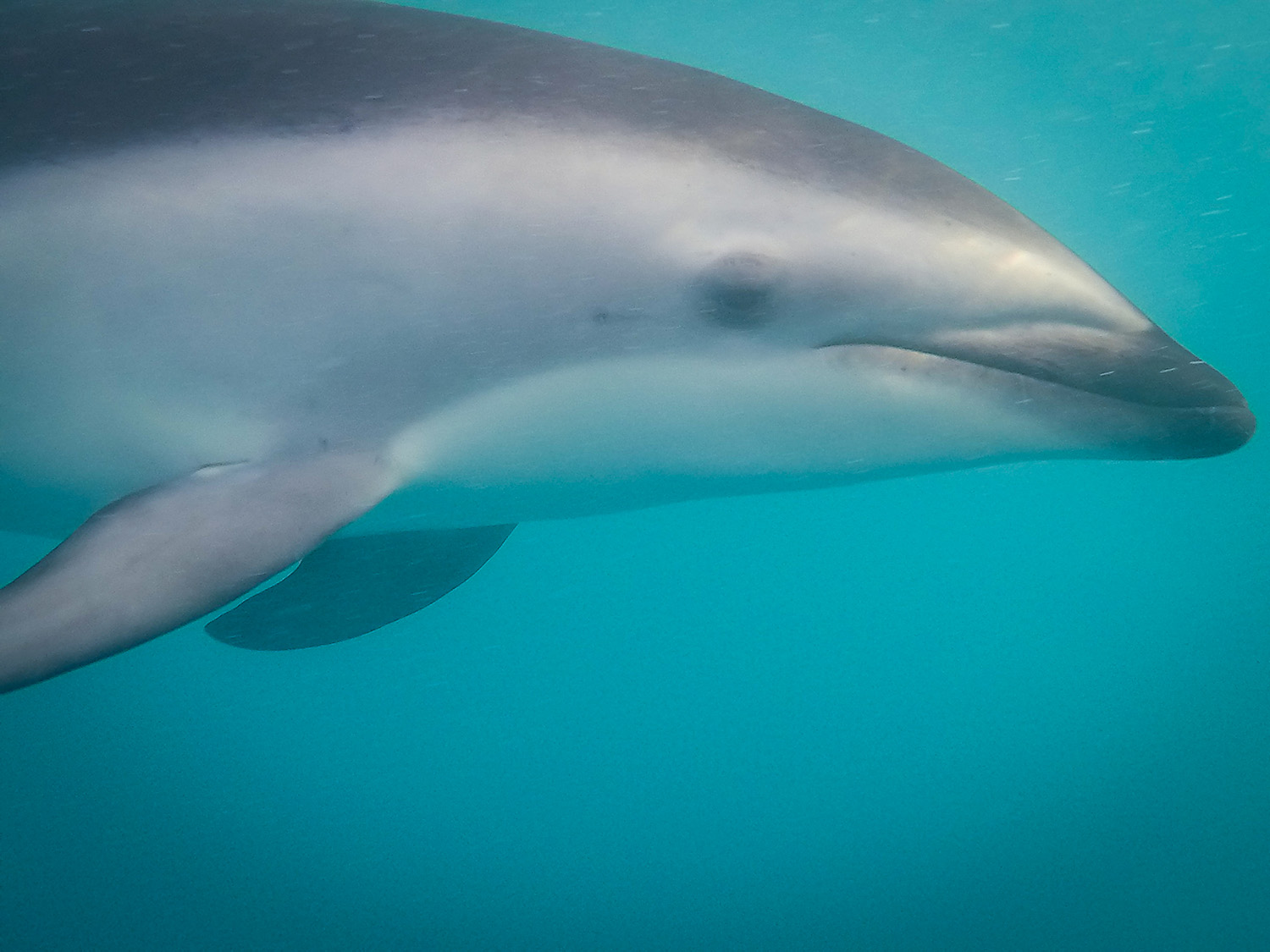 Swimming with Dolphins Kaikoura New Zealand