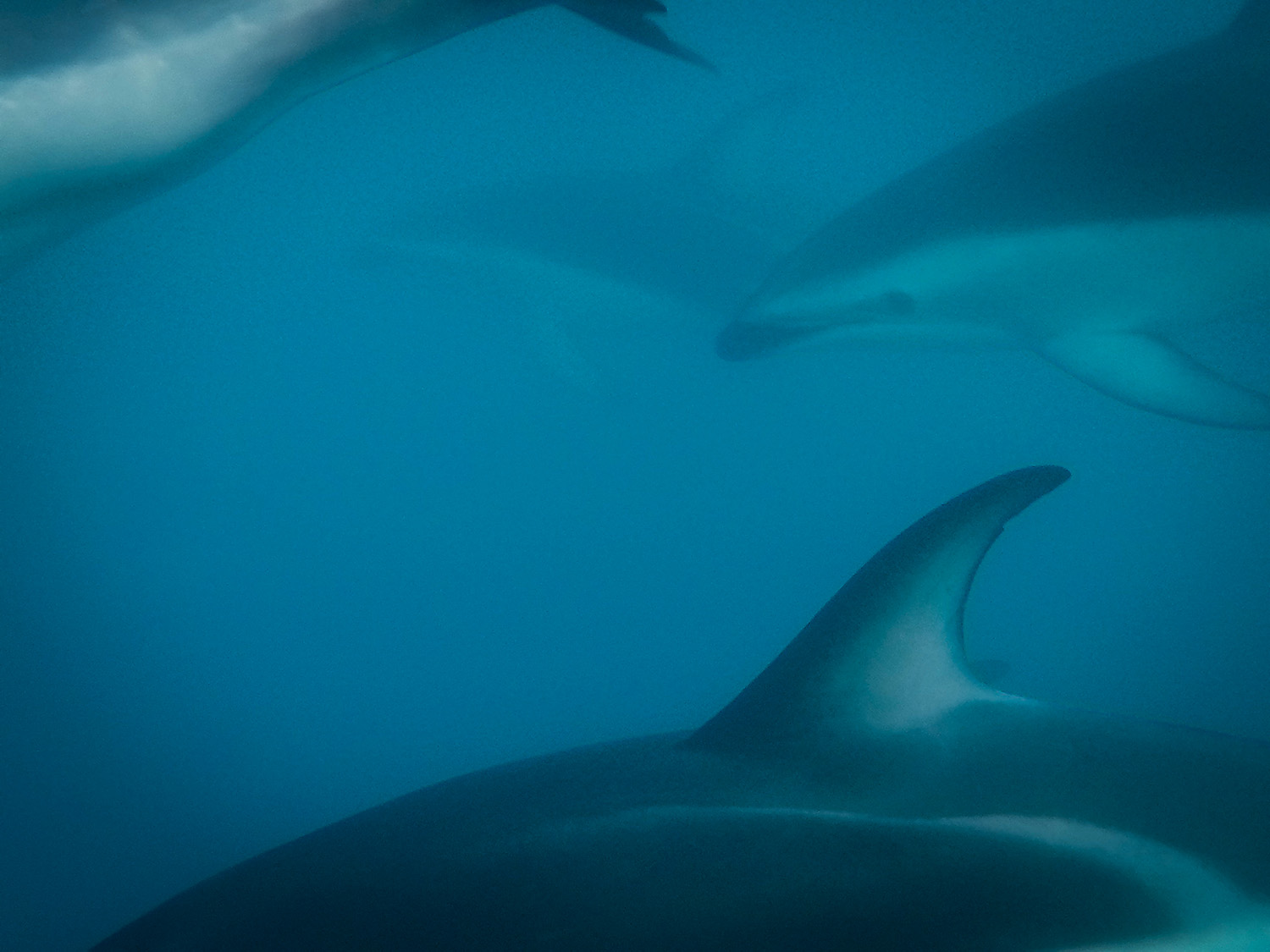Swimming with Dolphins Kaikoura New Zealand