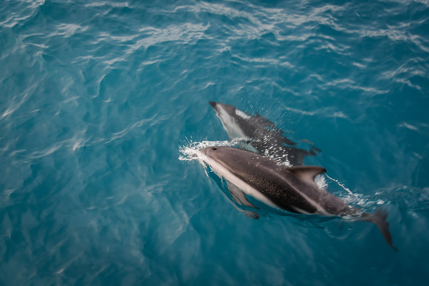 Swimming with Dolphins Kaikoura New Zealand