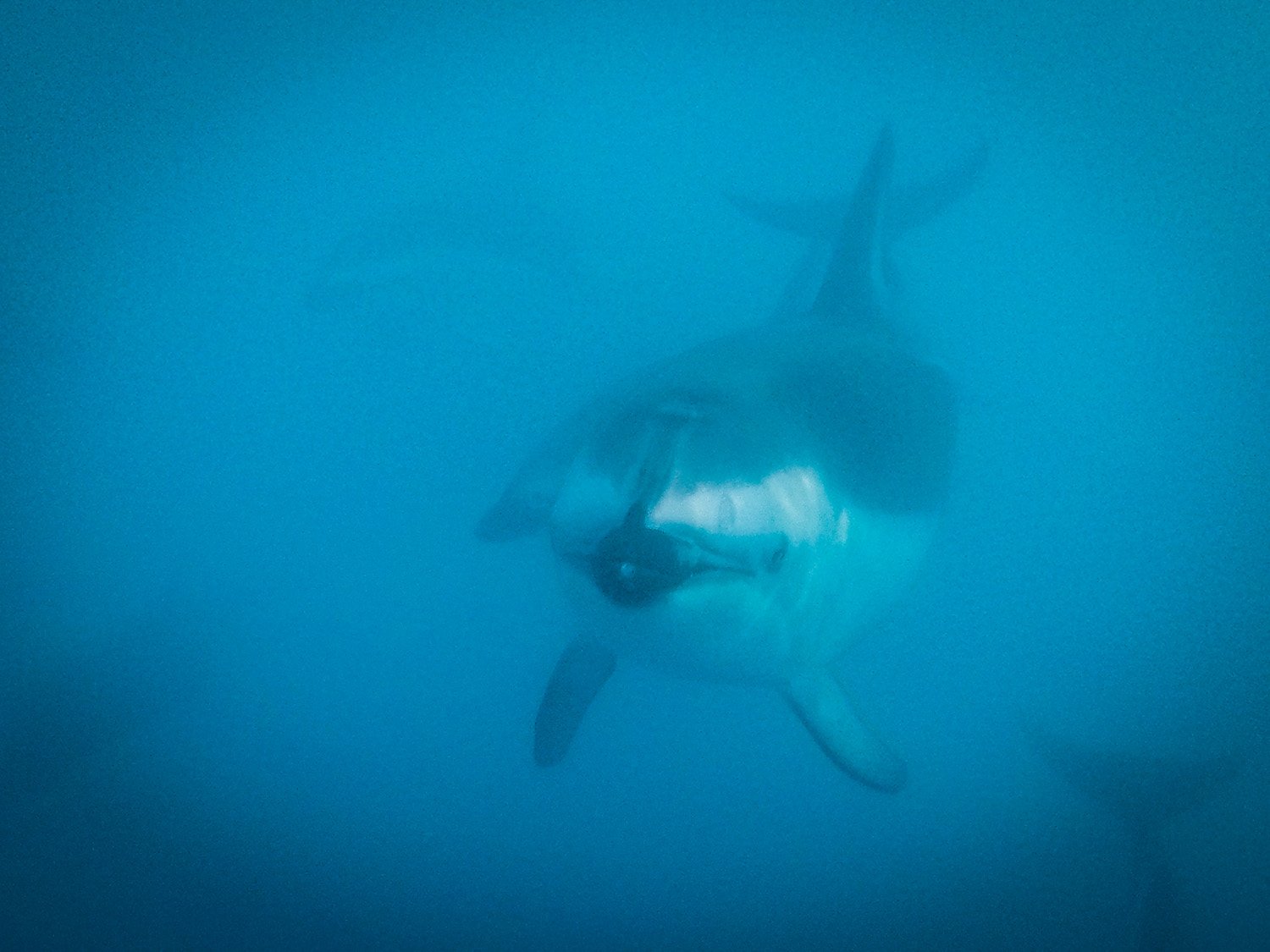 Swimming with Dolphins Kaikoura New Zealand