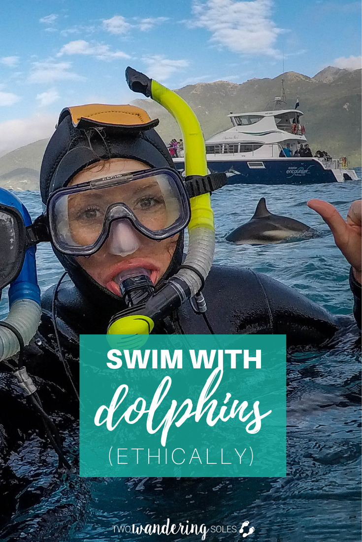 Swim with Dolphins (Ethically) in New Zealand