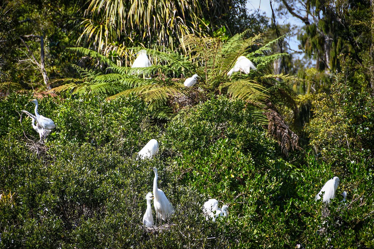 Things to Do in West Coast NZ White Heron Kokotu