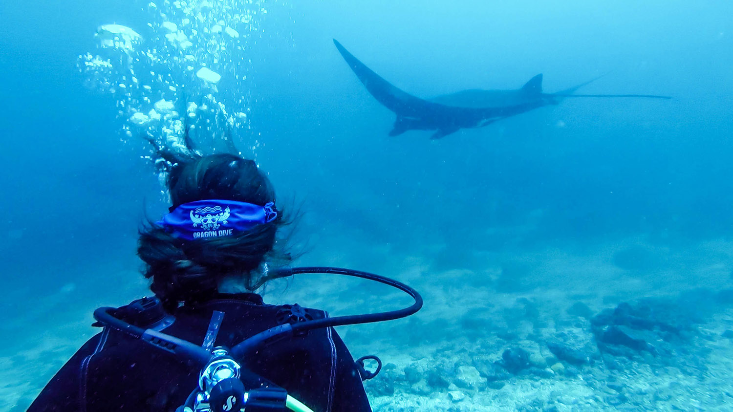 Scuba Diving in Komodo Islands