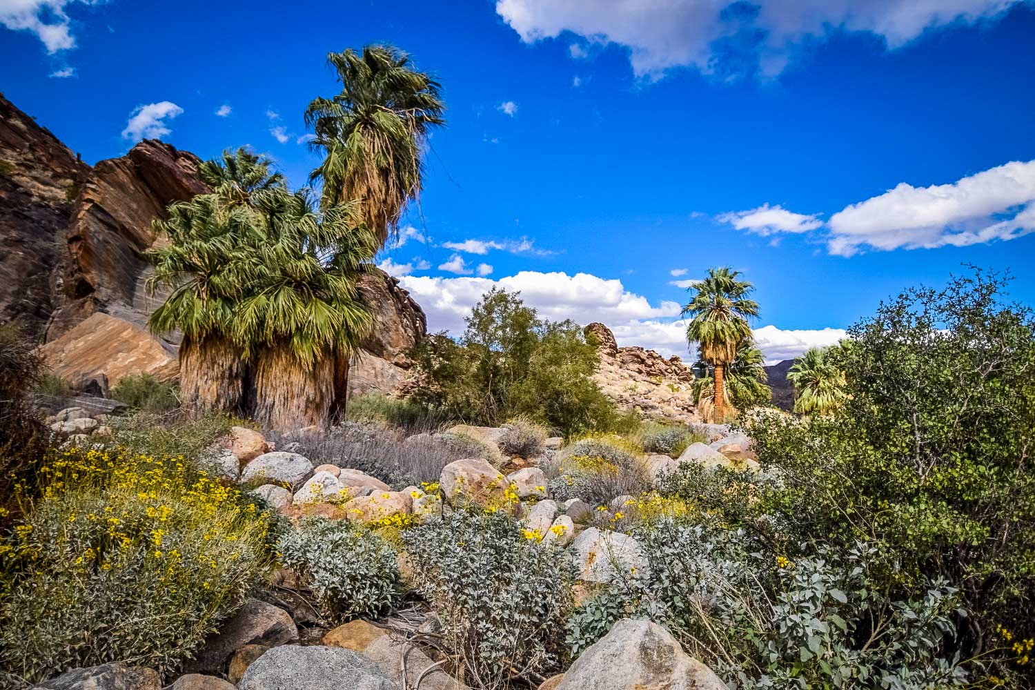 Best Desert Hikes in California: Murray Canyon Trail 7 Sisters Falls Credit: We Who Roam