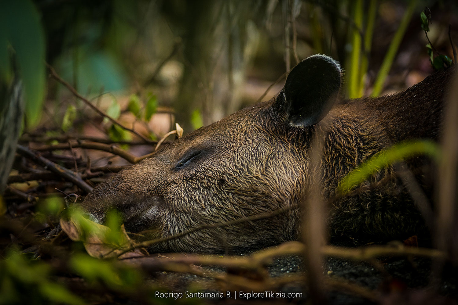 A tapir is a large, herbivorous mammal, similar in shape to a pig, with a short, prehensile nose trunk.