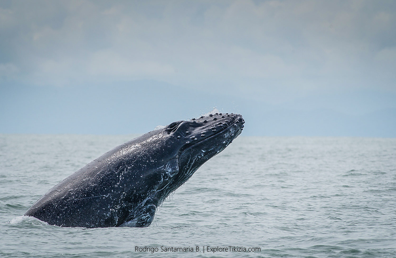 Things to Do in Corcovado National Park: Humpback whale watching