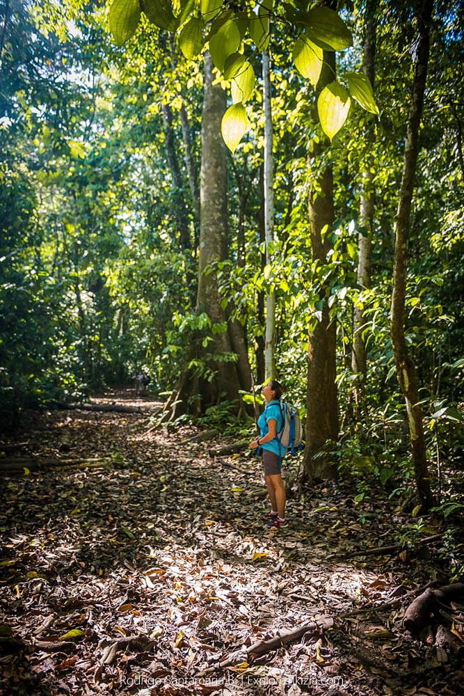 Things to Do in Corcovado National Park: Trails near the stations