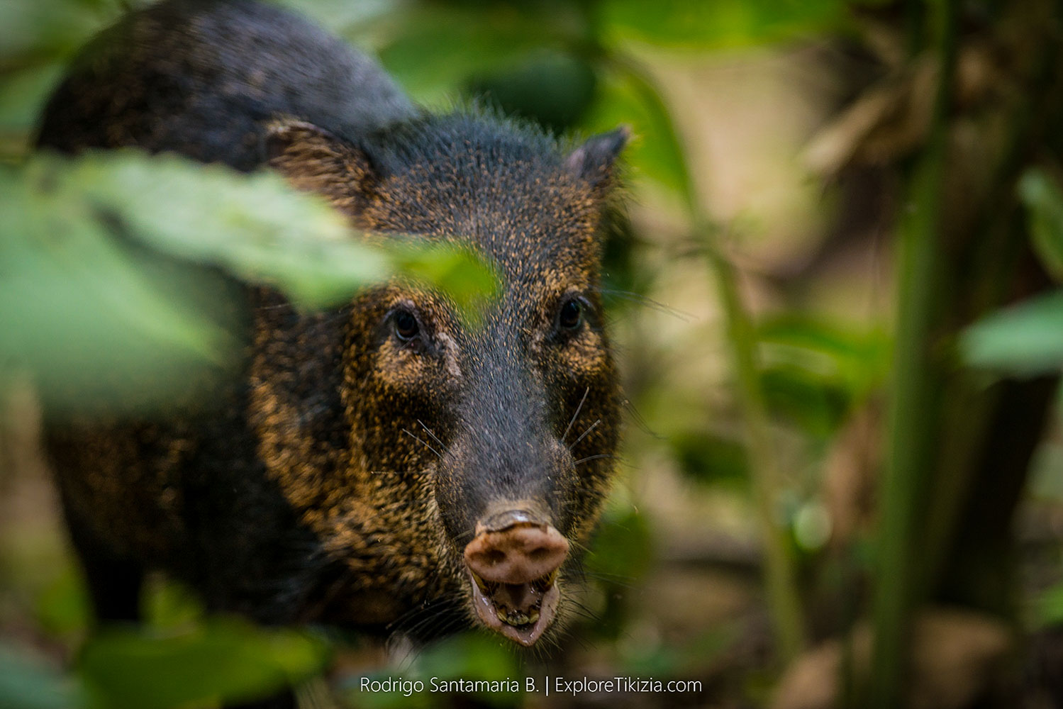 Things to Do in Corcovado National Park: Warthog