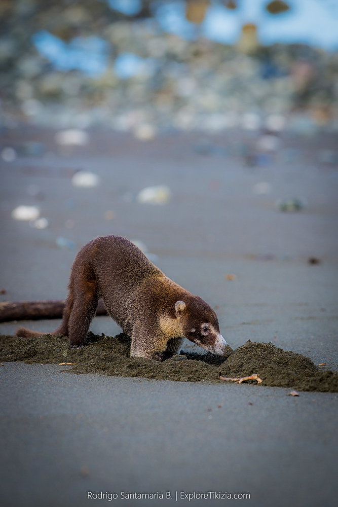 Things to Do in Corcovado National Park: Animals in the Park