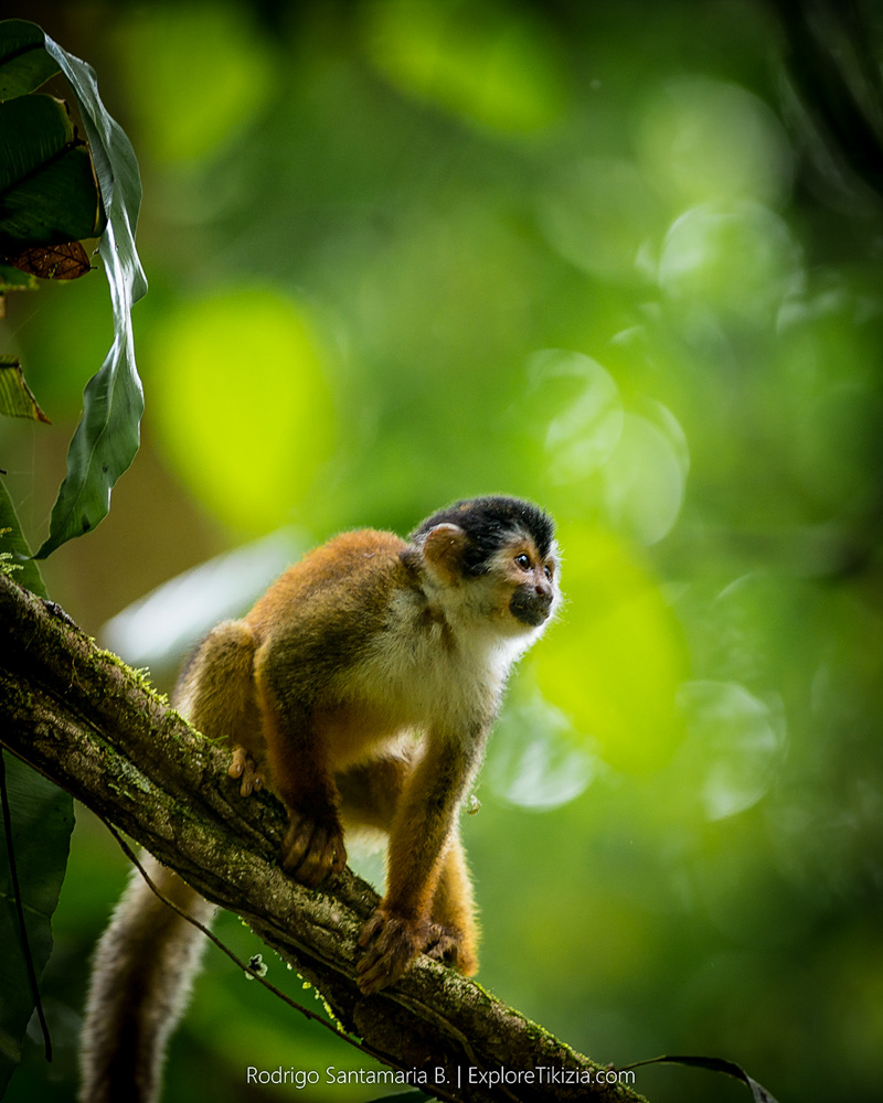 Things to Do in Corcovado National Park: Monkey in the tree