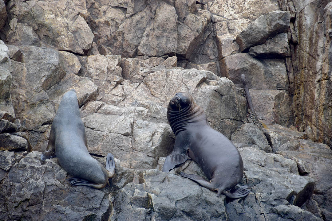 Things to Do in Peru: Sea Lions in Lima