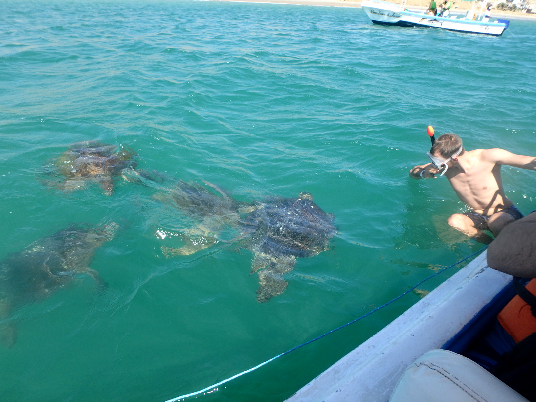 Things to Do in Peru: Swimming with Sea Turtles