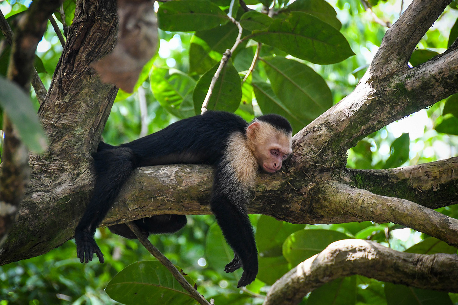 Things to do in Costa Rica Manuel Antonio