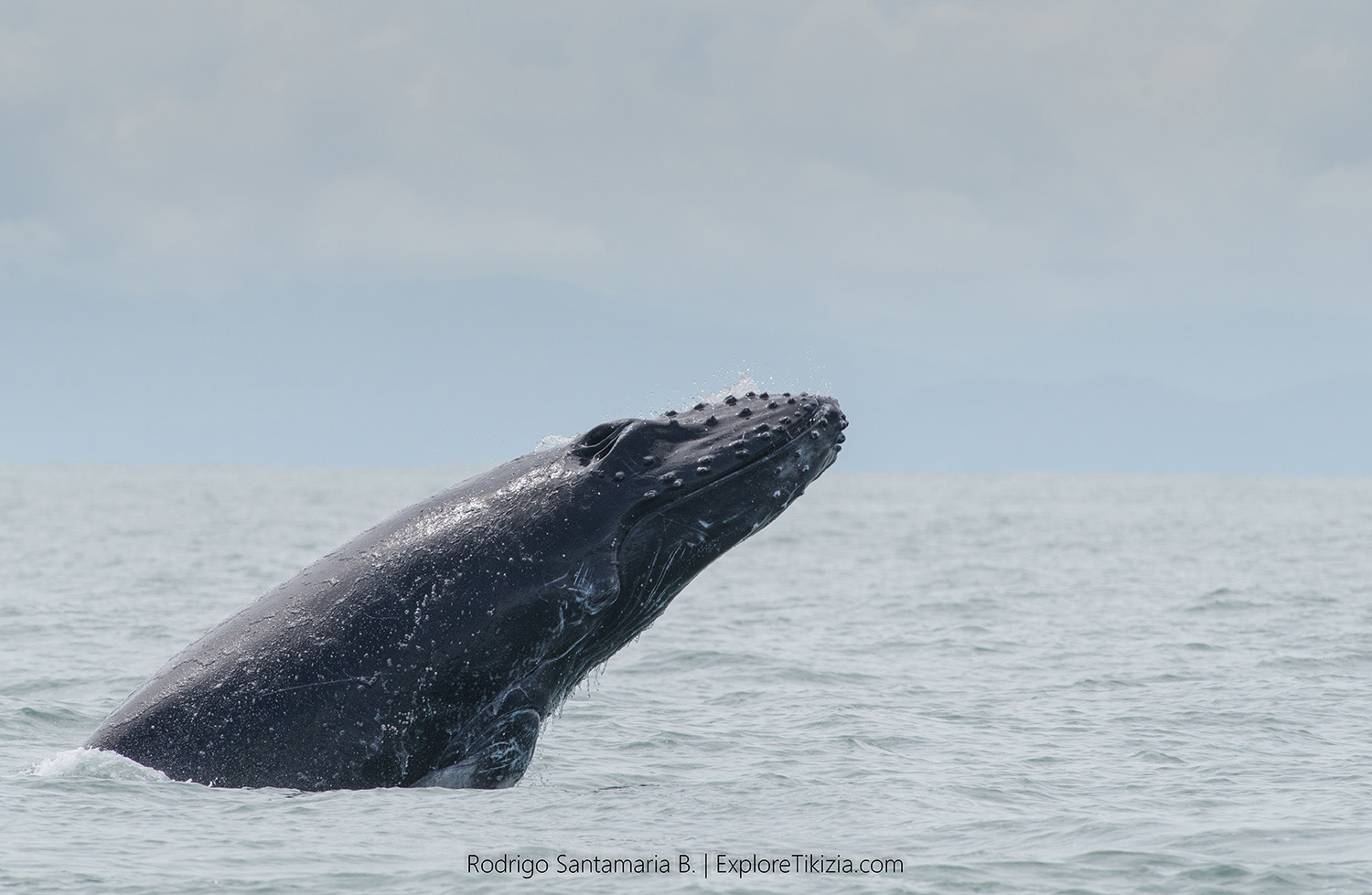 Photo Credit: Our friend Rodrigo Santamaria fromExplore Tikizia| Whale Watching Costa Rica