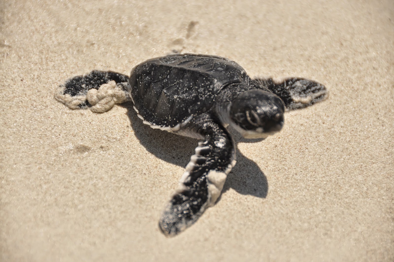 Things to Do in Costa Rica: Observe Baby Sea Turtles