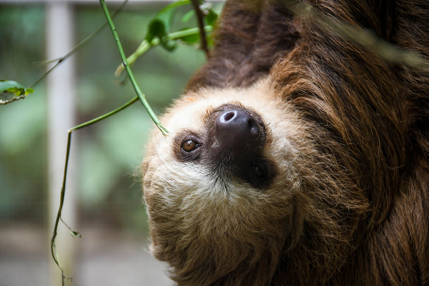 Puerto Viejo Travel Guide Sloth