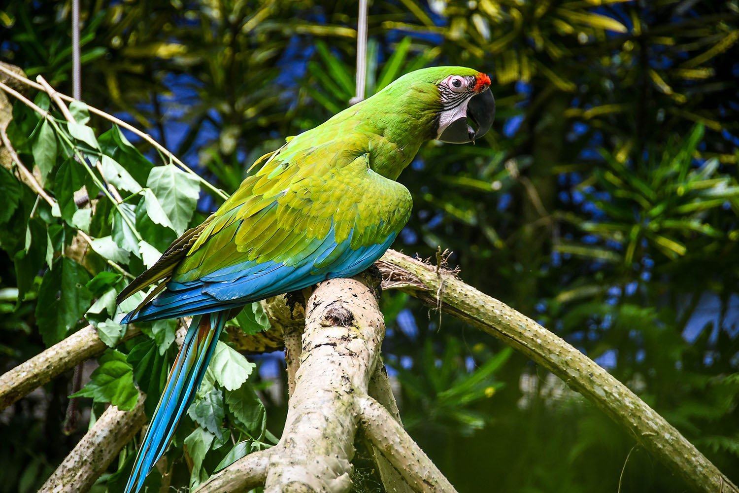 Puerto Viejo Travel Guide Macaw at Rescue Sanctuary