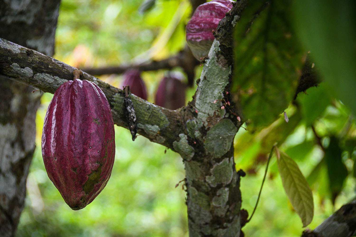 Bri Bri Indigenous Village Tour cocoa fruit
