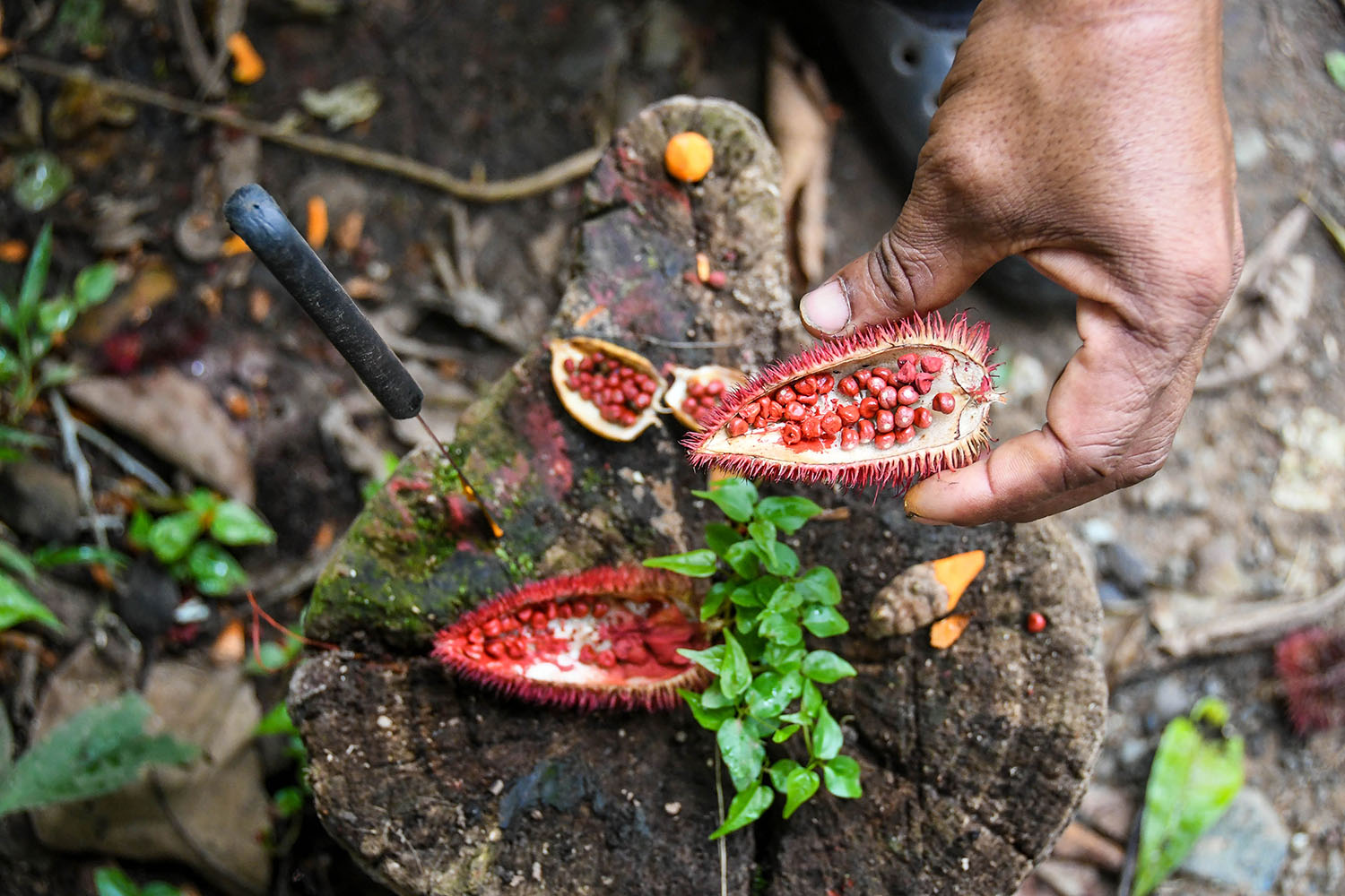 Bri Bri Indigenous Village Tour Red Dye Fruit