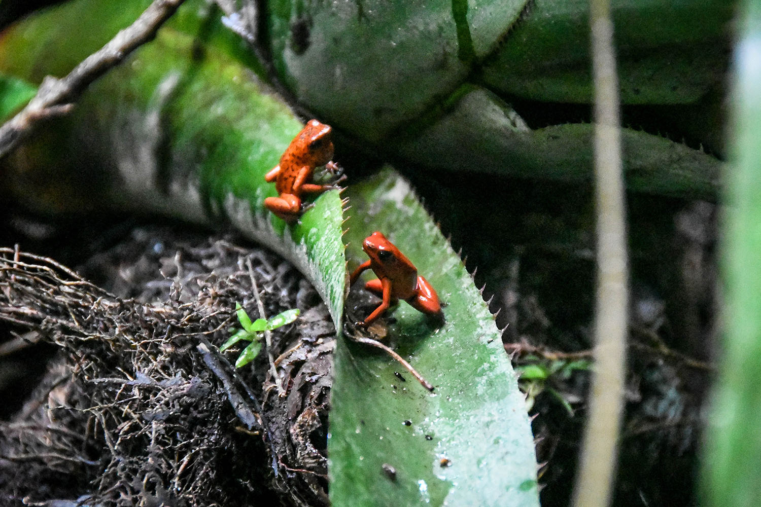 Bri Bri Indigenous Village Tour Dart Frogs