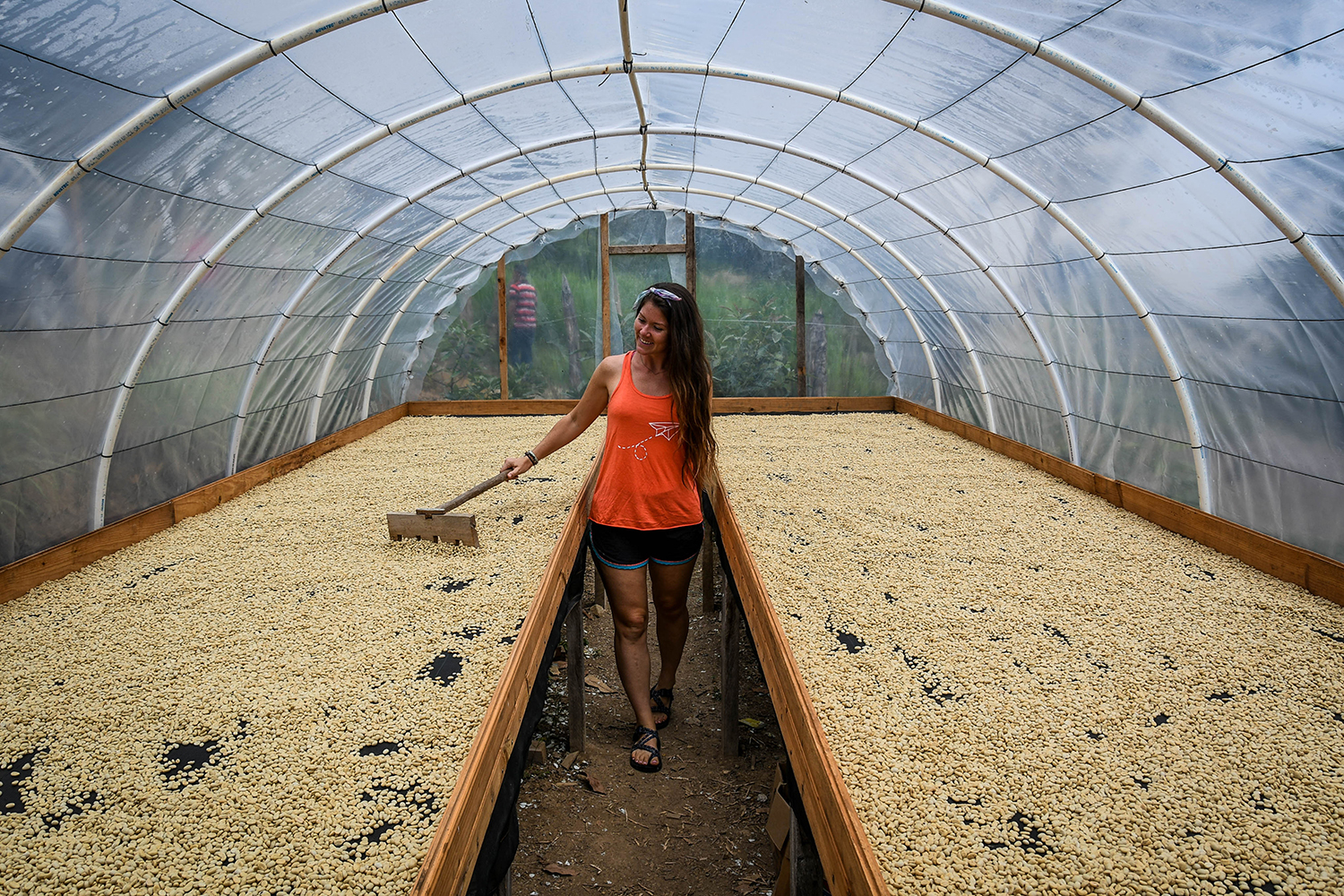 Things to Do in Lake Yojoa Honduras Coffee Farm Tour