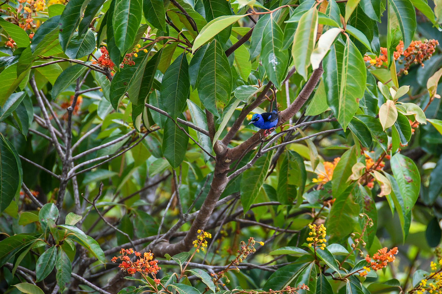 Things to Do in Lake Yojoa Honduras Bird Watching