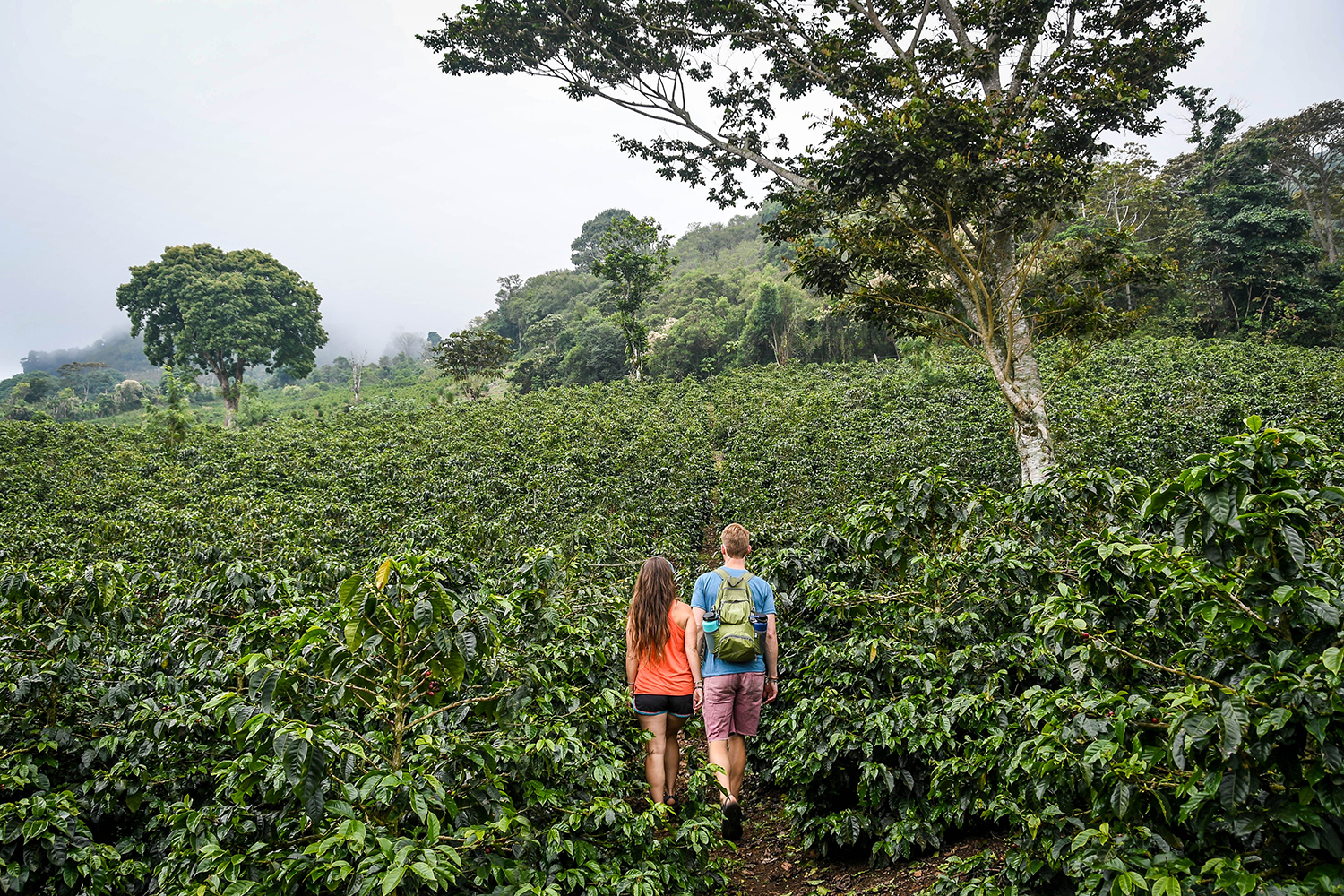 Coffee Tour Honduras Coffee Fields