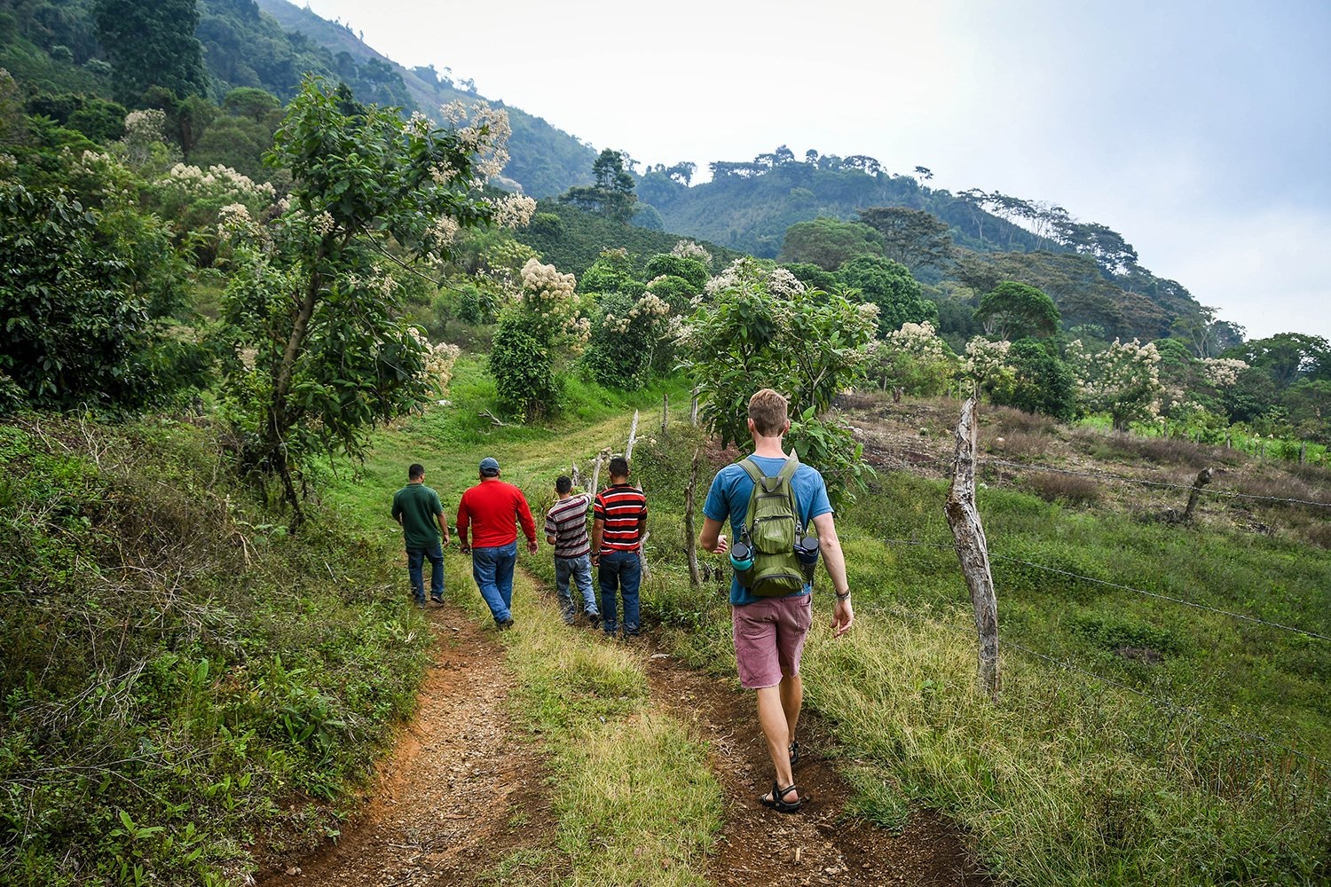 Coffee Tour Honduras Walking Coffee Field