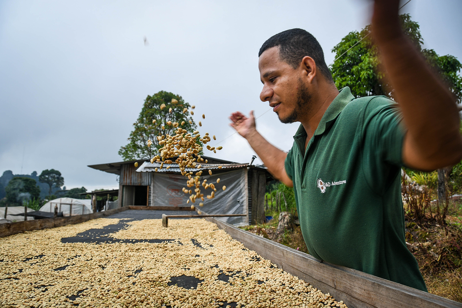 Coffee Tour Honduras Walter Drying Coffee Beans