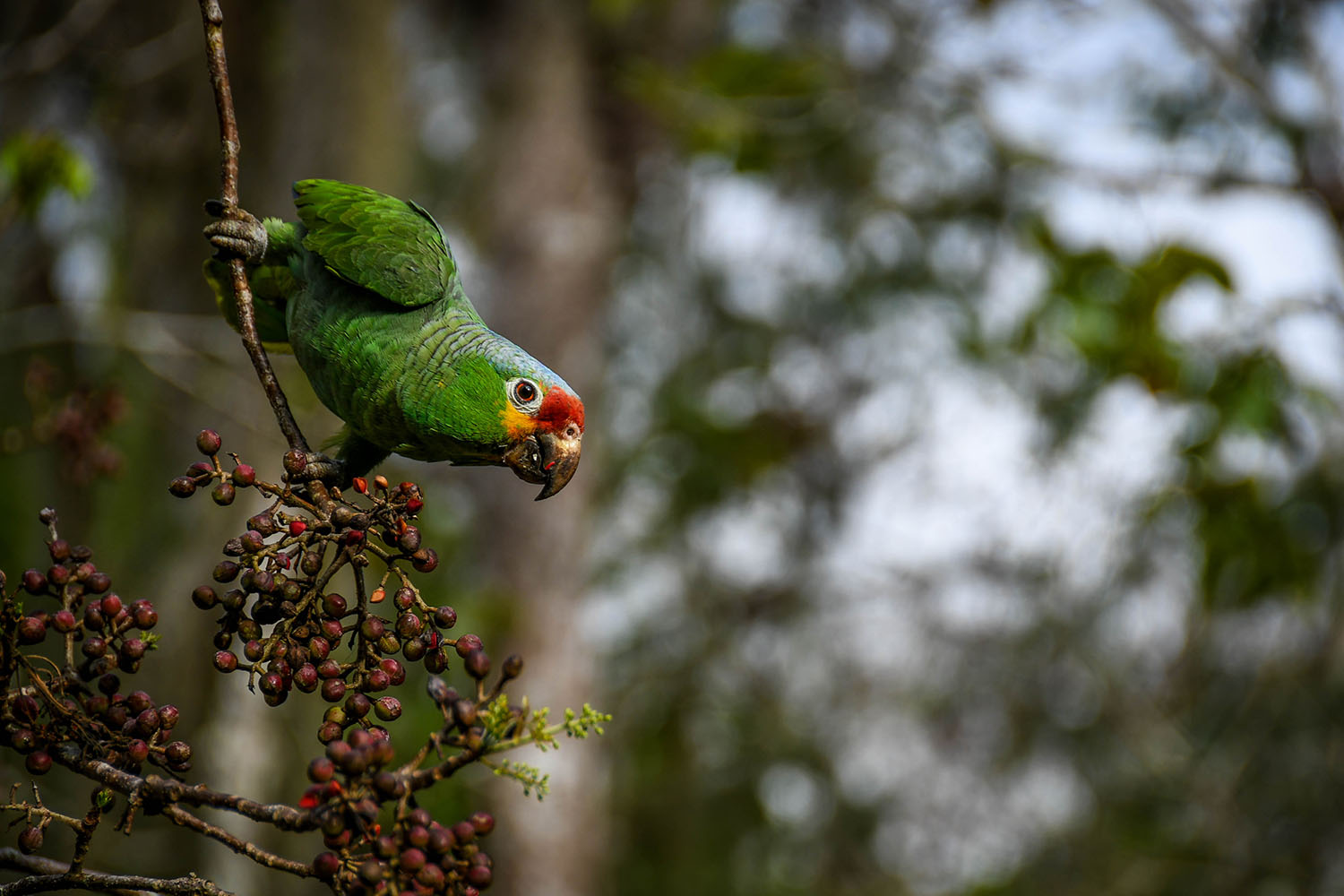 Visit Tikal Guatemala Macaws
