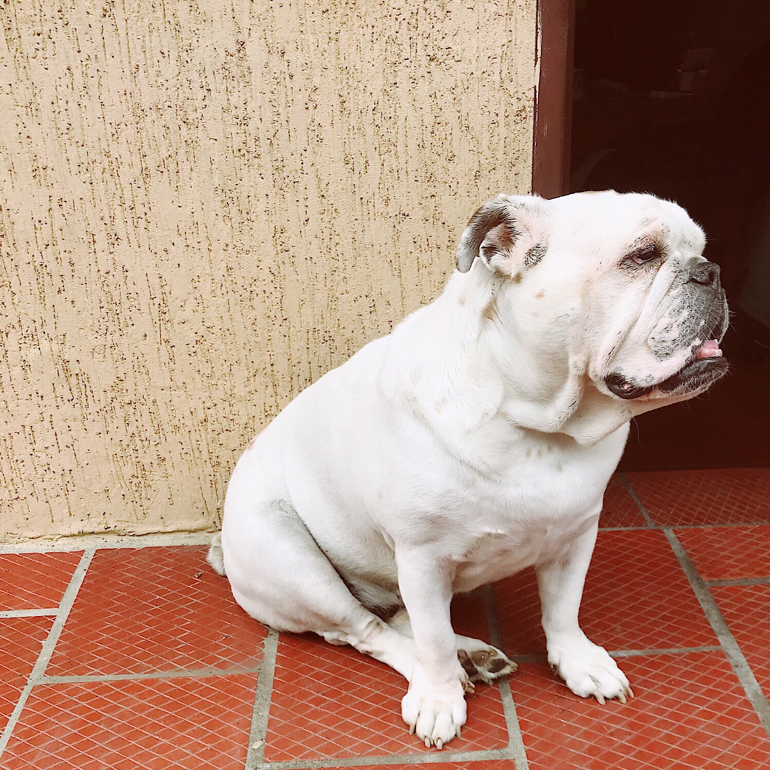 I met this handsome boy on my walk to school. I asked his owner to pet him and ended up meeting a new friend!